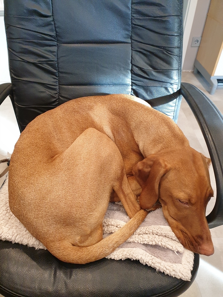 Ein Bürohund braucht für den Büroschlaf angemessen einen schönen Bürostuhl ;-)