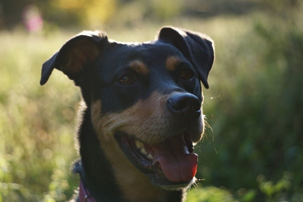Mensch Hund Kommunikation Sybille G bel Blog Wie Die Stimmung Des mensch-hund-kommunikation-sybille-g-bel-blog-wie-die-stimmung-des